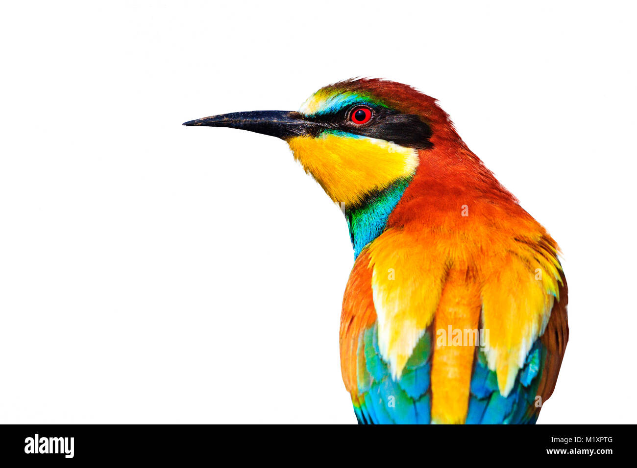 European bee-eater isolated on white background , design, work with layers Stock Photo