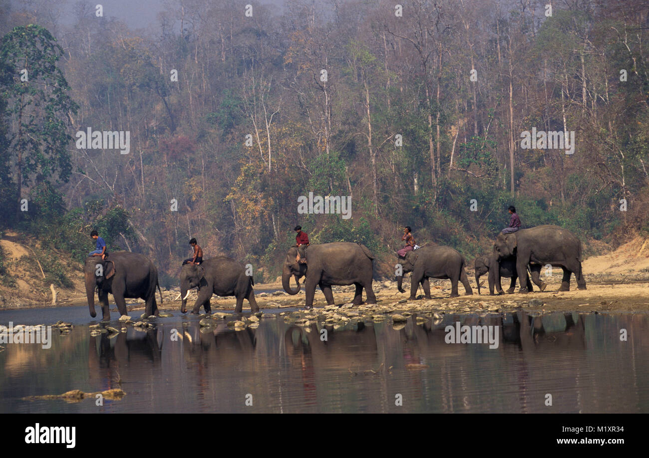 Myanmar (Burma). Bago (Pegu) Yoma mountains. Elephant working camp and village for transport of wooden logs. Stock Photo