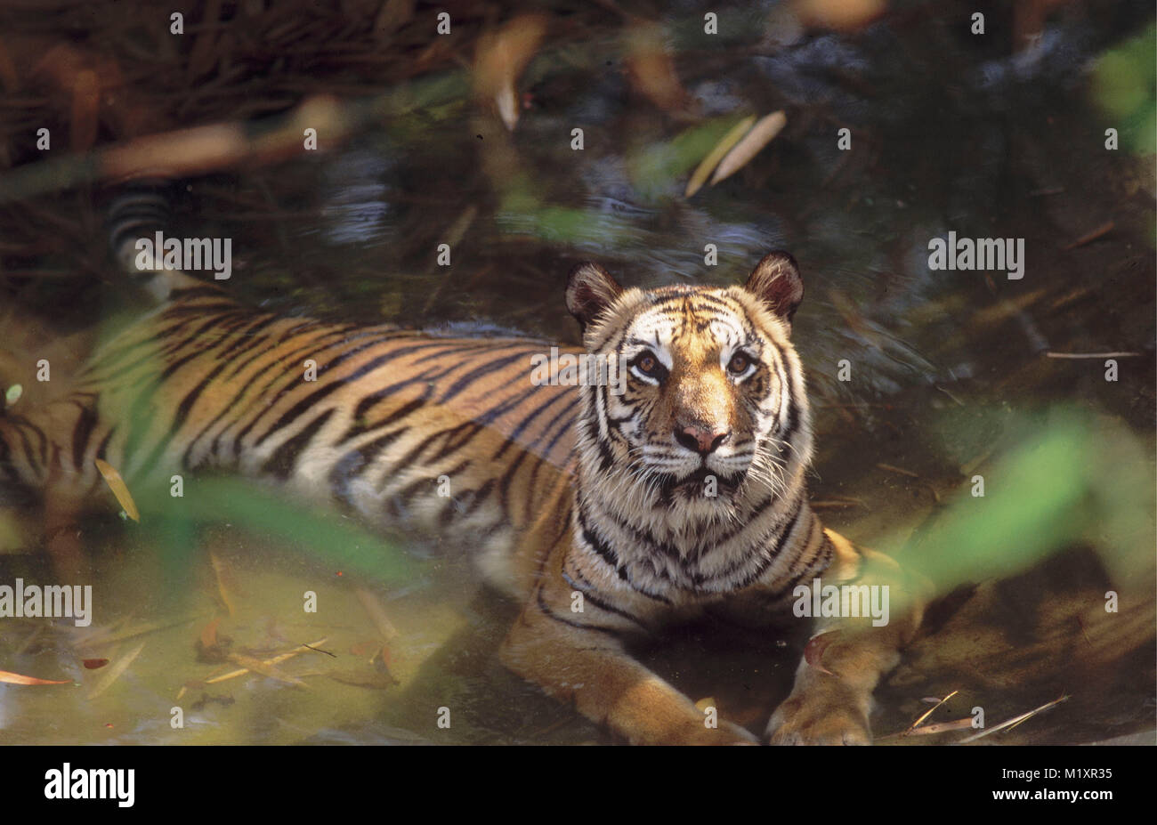 Myanmar (Burma). Bago (Pegu) Yoma mountains. Bengal tiger cooling in