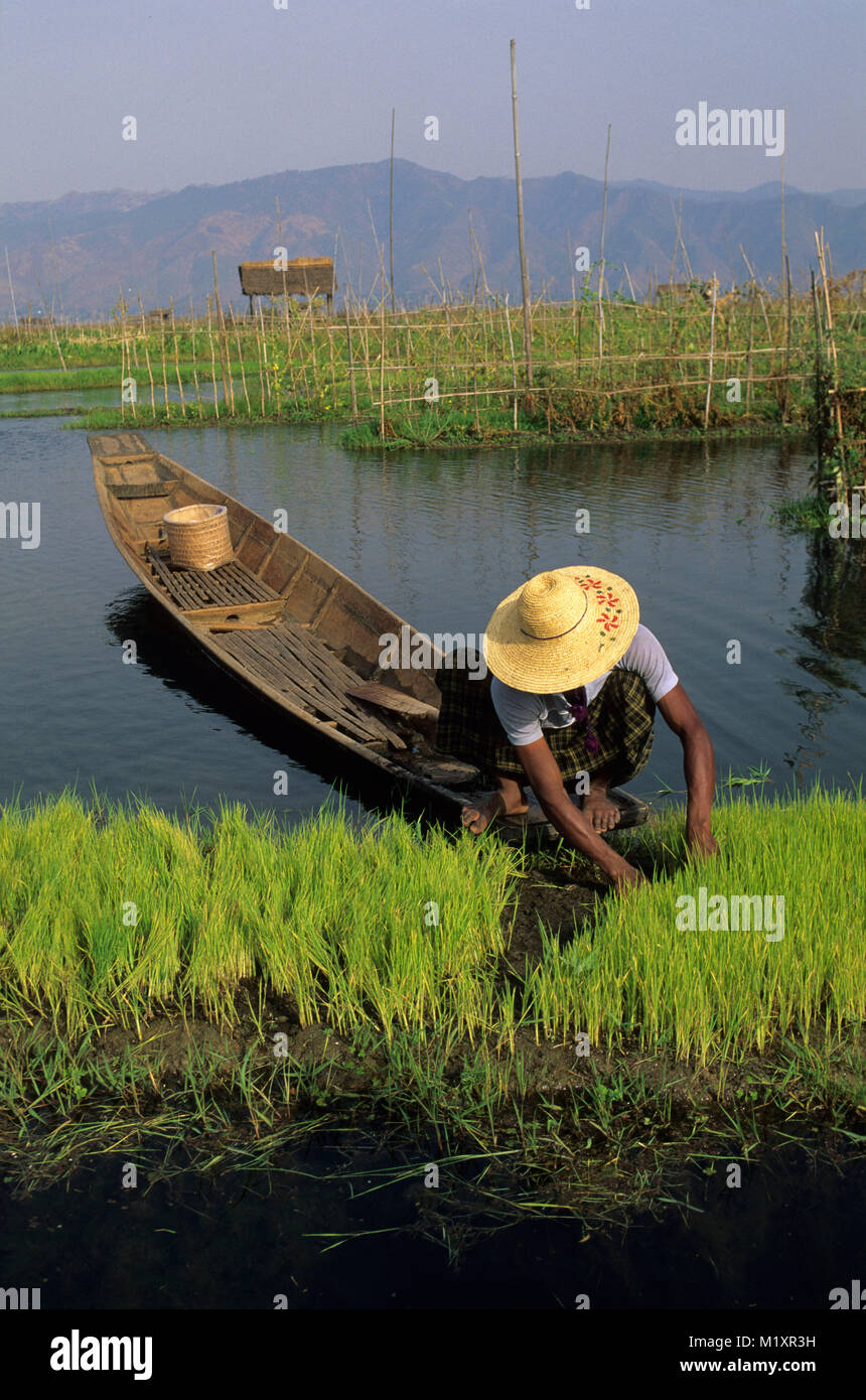 Floating rice hires stock photography and images Alamy