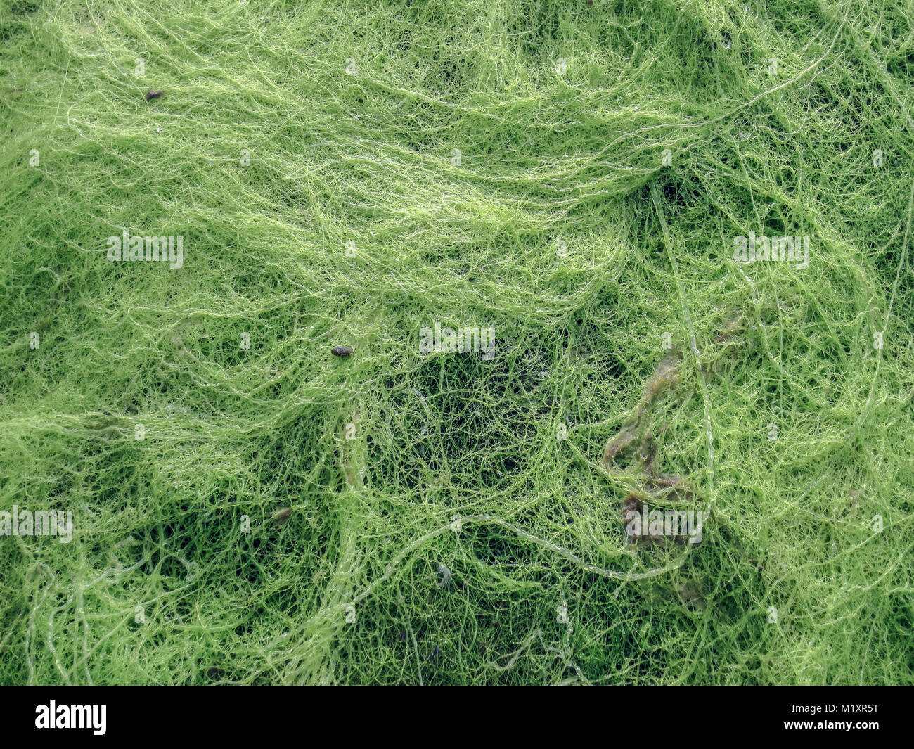 A close view of a thick carpet of bright green seaweed uncovered at low tide reveals an intricate network of long, thin, twisting and looping strands. Stock Photo