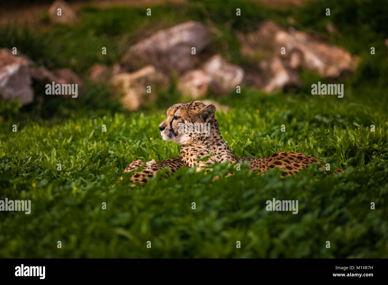 Two Beautiful Cheetah's Resting and Sunbathing on Green Grass Stock Photo