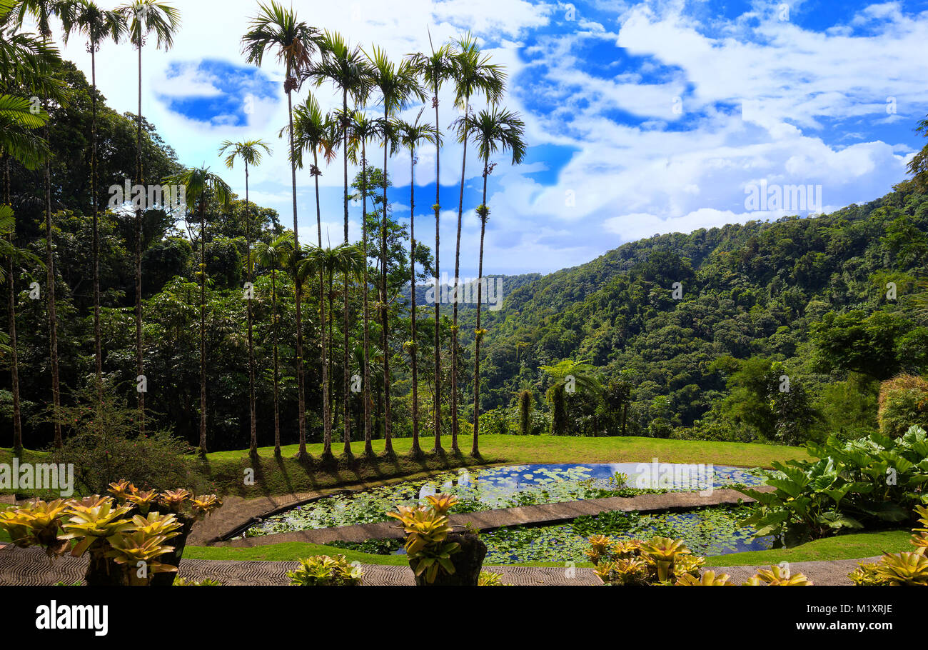 The garden of Balata, Martinique island, French West Indies. Stock Photo