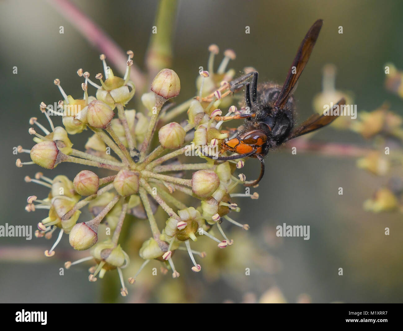 Asian wasp feeding on the nectar of ivy flowers Stock Photo Alamy