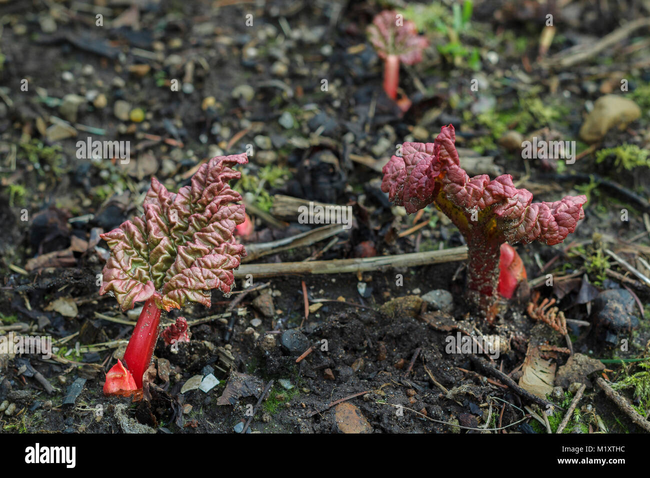 In a backyard garden in February, intense red buds and stems of rhubarb push up, with large, wrinkled leaves that are red when they first develop. Stock Photo