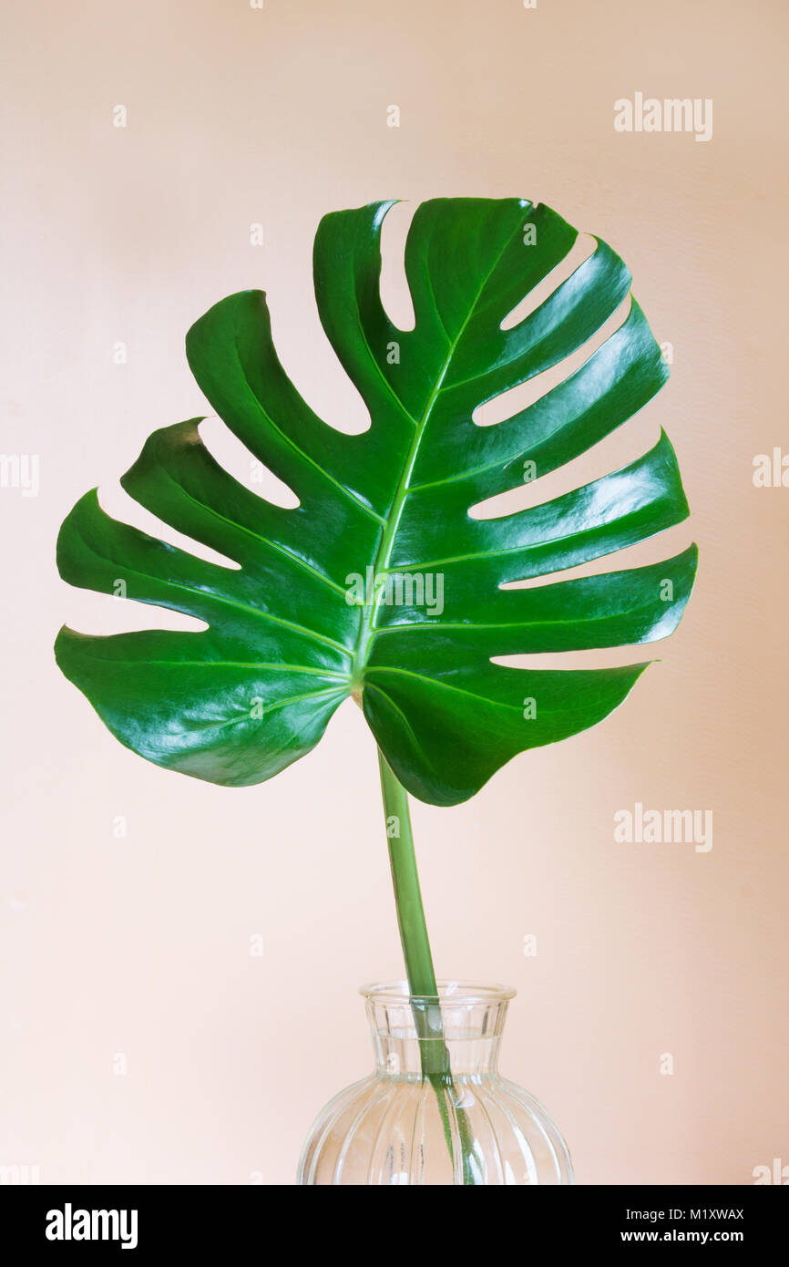 Single leaf of Monstera in water-glass on pink background. Isolated with  copy space Stock Photo - Alamy