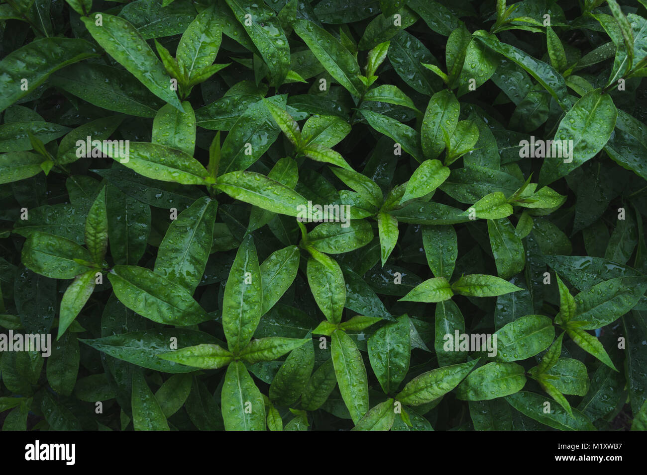 Green leafs of phloxes with raindrops. Top view in garden. Flat lay ...