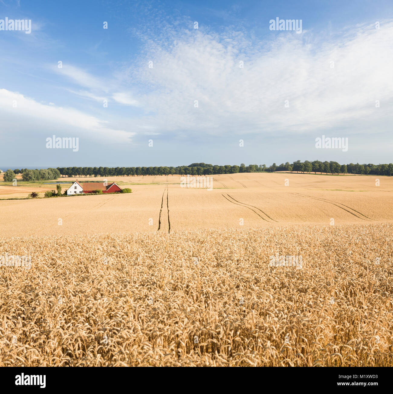 Farmhouse and wheat field in vast landscape. Skane, Sweden, Scandinavia. Stock Photo
