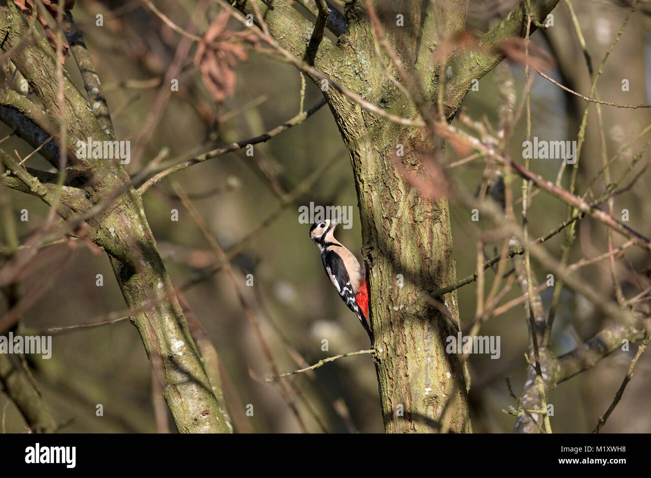 Great Spotted Woodpecker (Dendrocopos major) Stock Photo