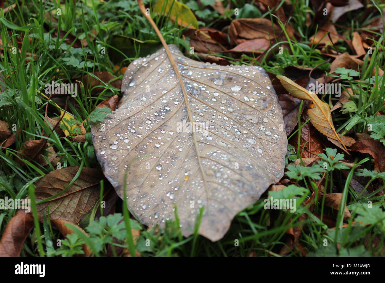 Sparlky raindrops on a dry leaf. Stock Photo