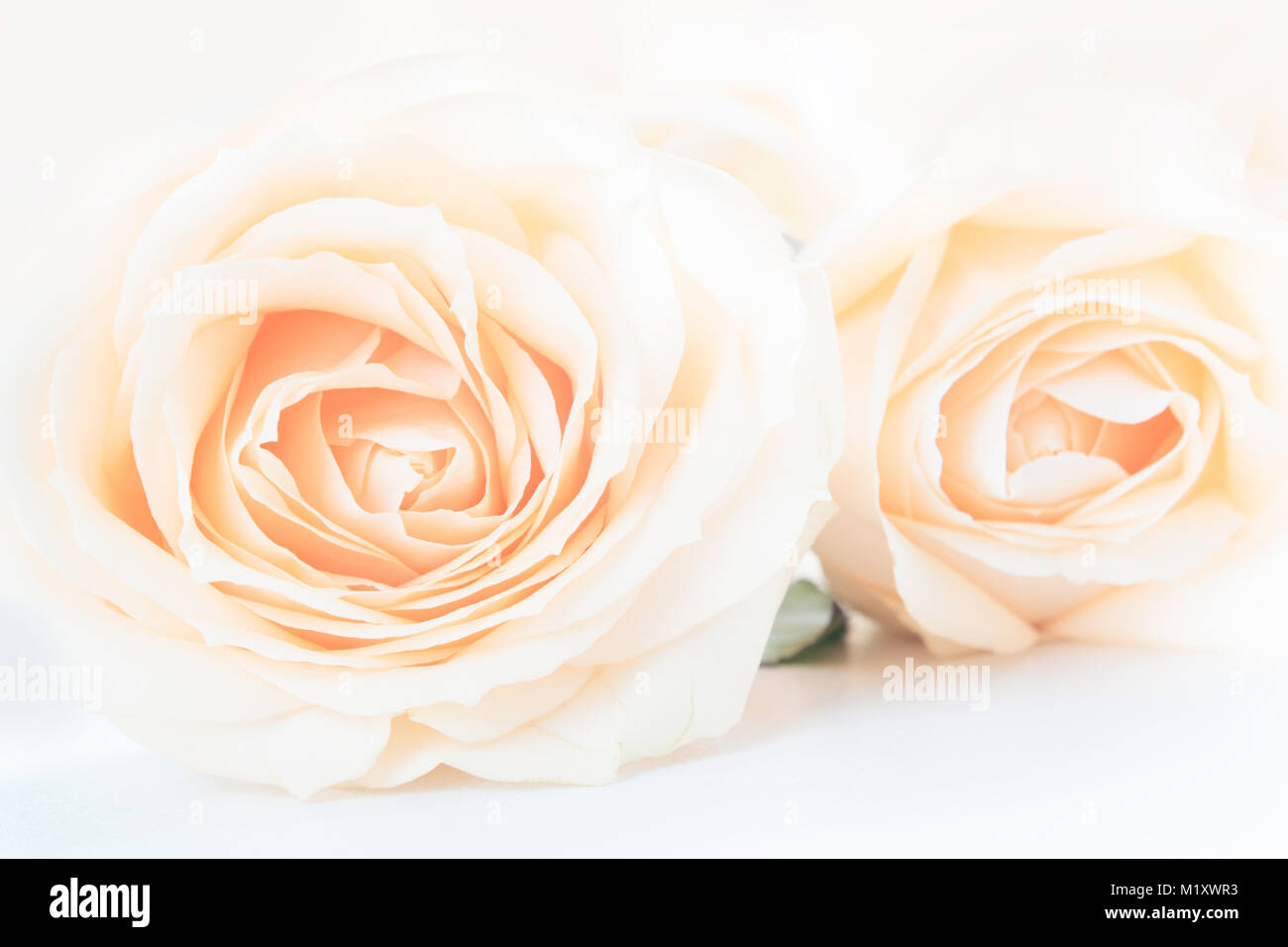 Soft full blown delicate roses as a neutral background. Selective focus ...