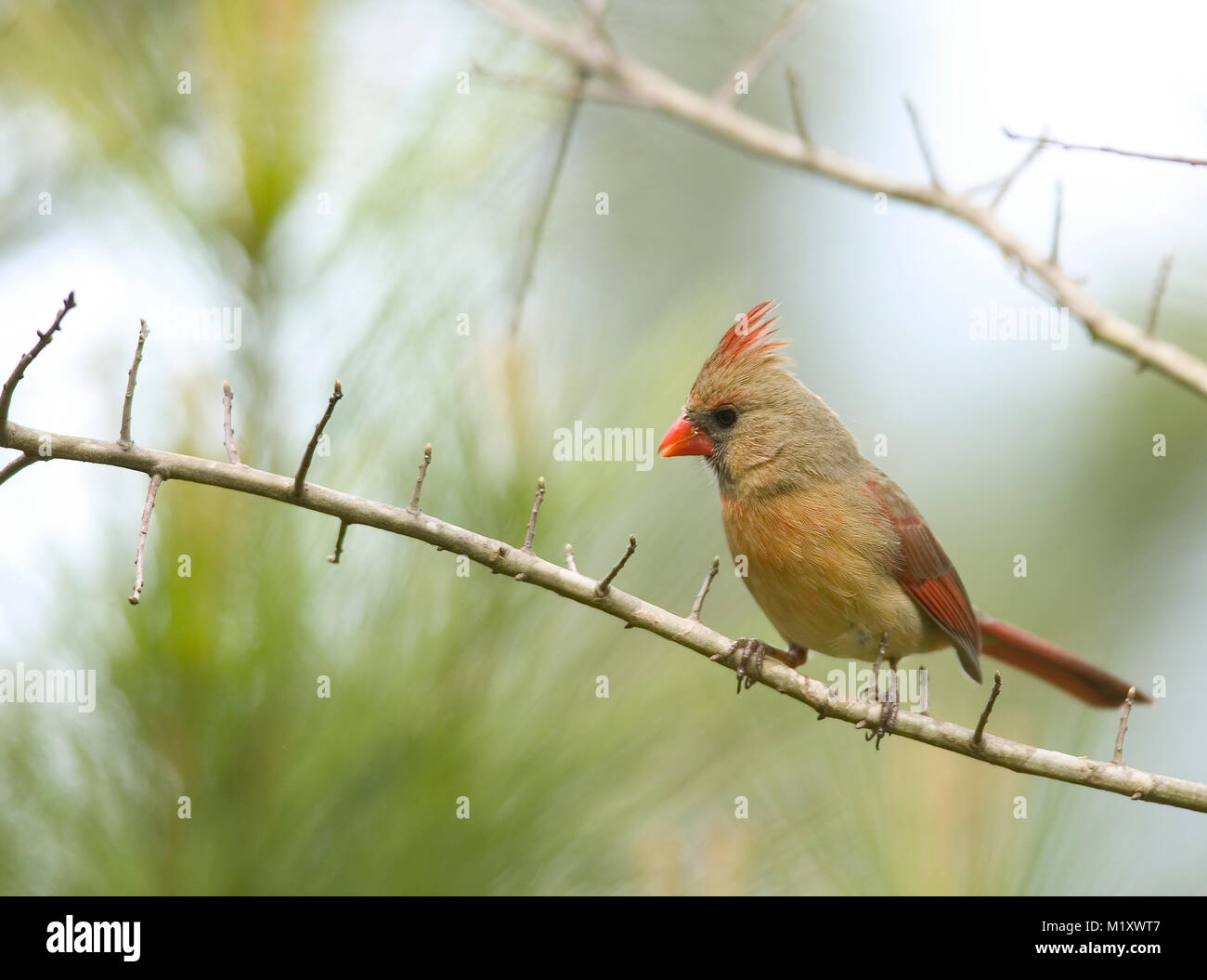 Animalia kingdom hi-res stock photography and images - Alamy