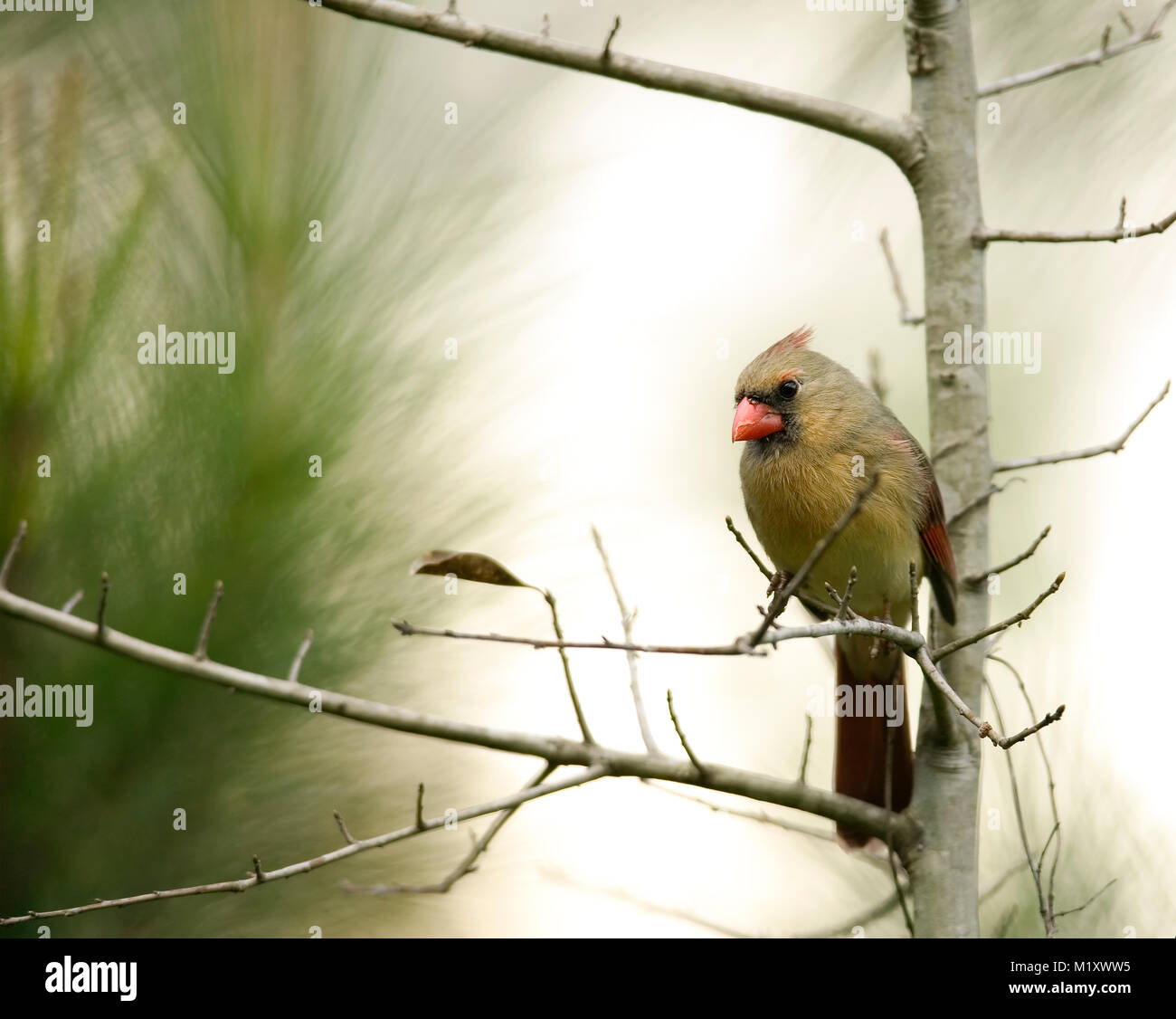 Animalia kingdom hi-res stock photography and images - Alamy