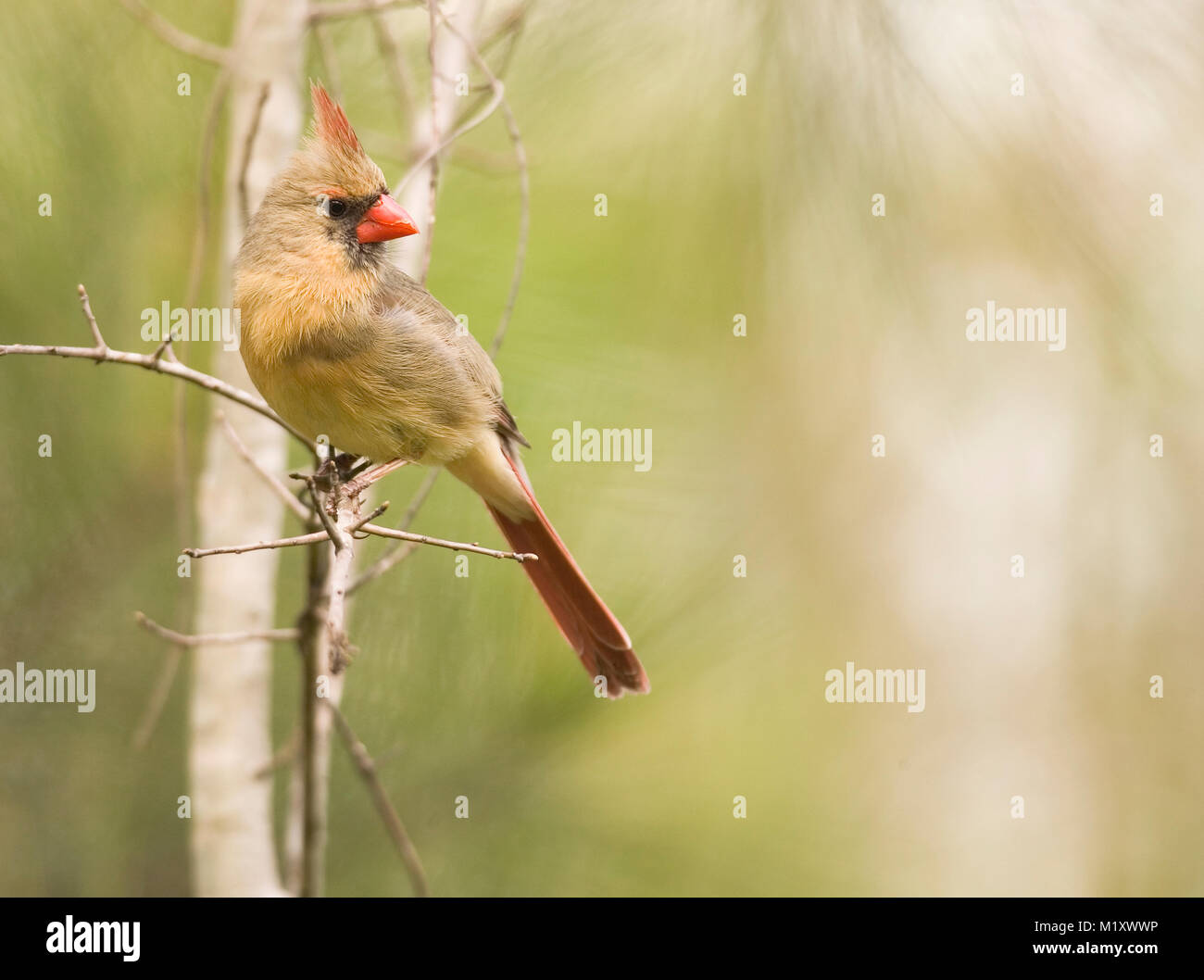 An adult female Northern Cardinal perched on a pine branch. Early spring, Monoeville, Alabama. CARDINALIDAE   Cardinalis cardinalis Kingdom: Animalia  Stock Photo