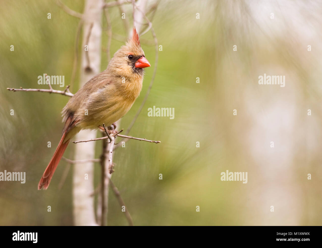 An adult female Northern Cardinal perched on a pine branch. Early spring, Monoeville, Alabama. CARDINALIDAE   Cardinalis cardinalis Kingdom: Animalia  Stock Photo