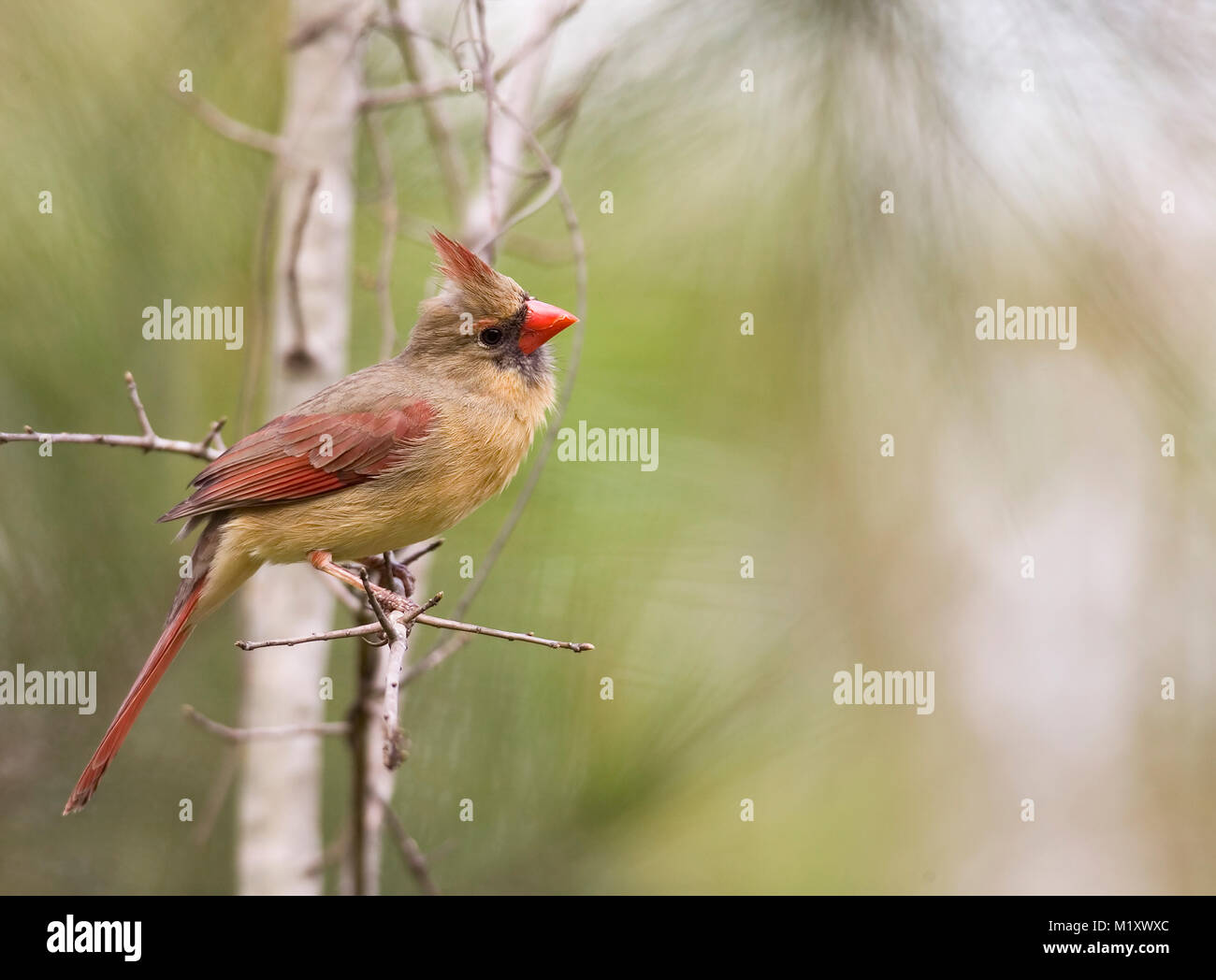 Animalia kingdom hi-res stock photography and images - Alamy