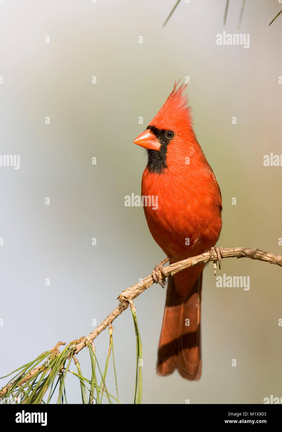 An adult Male Northern Cardinal perched on a pine branch. Early spring, Monoeville, Alabama. CARDINALIDAE   Cardinalis cardinalis Kingdom: Animalia Ph Stock Photo