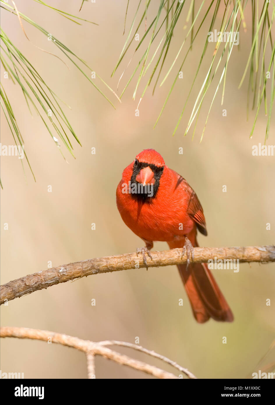 An adult Male Northern Cardinal perched on a pine branch. Early spring, Monoeville, Alabama. CARDINALIDAE   Cardinalis cardinalis Kingdom: Animalia Ph Stock Photo