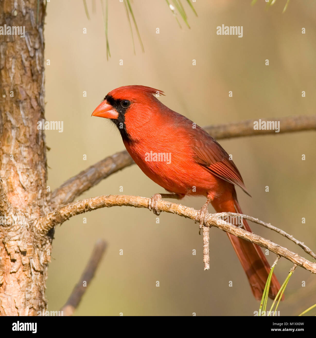 An adult Male Northern Cardinal perched on a pine branch. Early spring, Monoeville, Alabama. CARDINALIDAE   Cardinalis cardinalis Kingdom: Animalia Ph Stock Photo