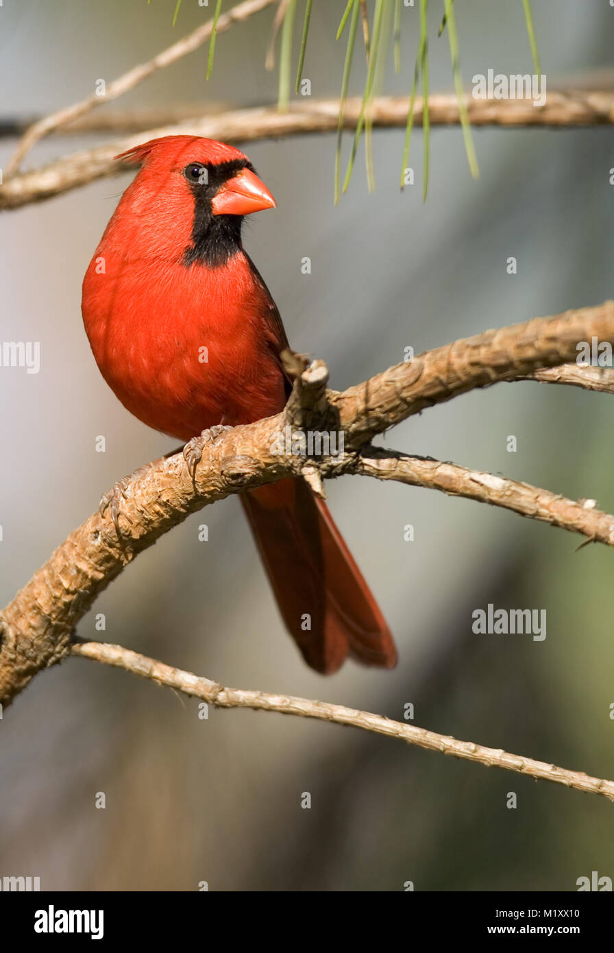 An adult Male Northern Cardinal perched on a pine branch. Early spring, Monoeville, Alabama. CARDINALIDAE   Cardinalis cardinalis Kingdom: Animalia Ph Stock Photo