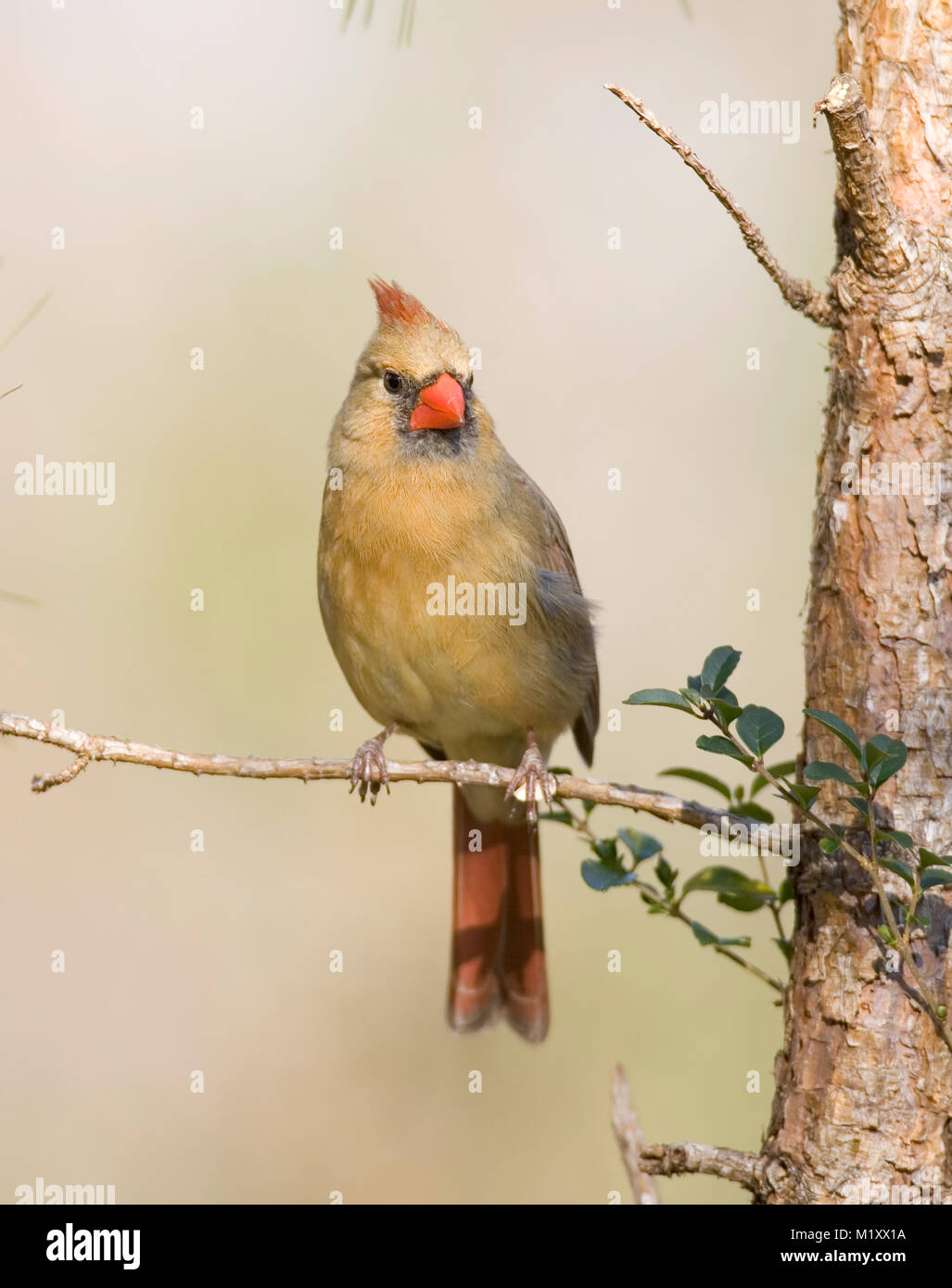 An adult female Northern Cardinal perched on a pine branch. Early spring, Monoeville, Alabama. CARDINALIDAE   Cardinalis cardinalis Kingdom: Animalia  Stock Photo