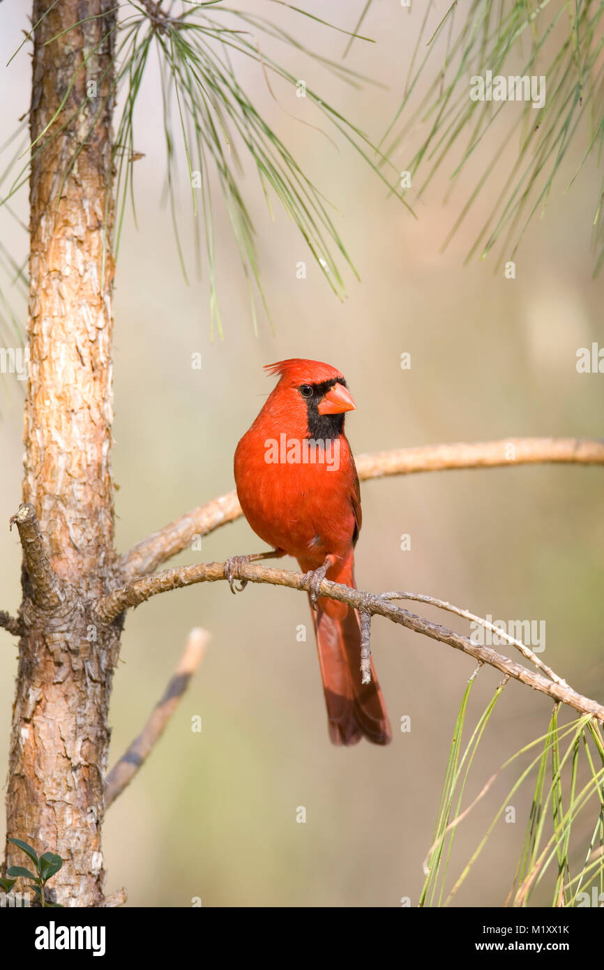 An adult Male Northern Cardinal perched on a pine branch. Early spring, Monoeville, Alabama. CARDINALIDAE   Cardinalis cardinalis Kingdom: Animalia Ph Stock Photo