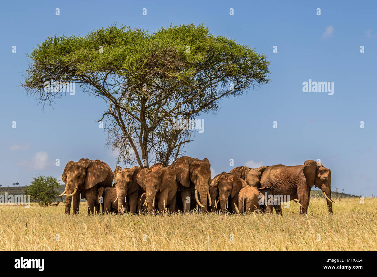 A Herd of Elephants resting beside an Acacia Tree in the Taita Hills Wildlife Sanctuary in Kenya. Stock Photo