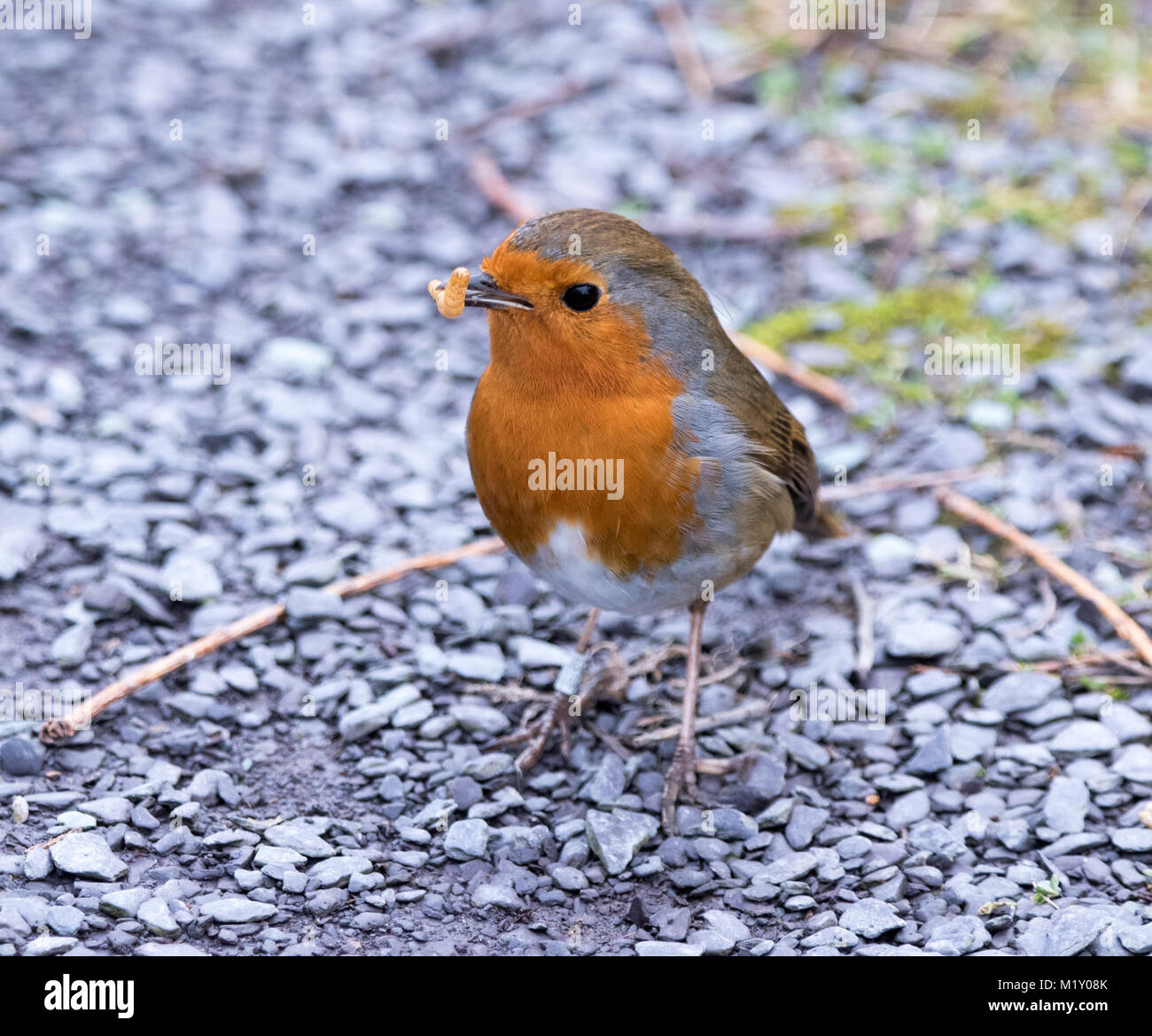 European Robin eating meal worms Stock Photo Alamy