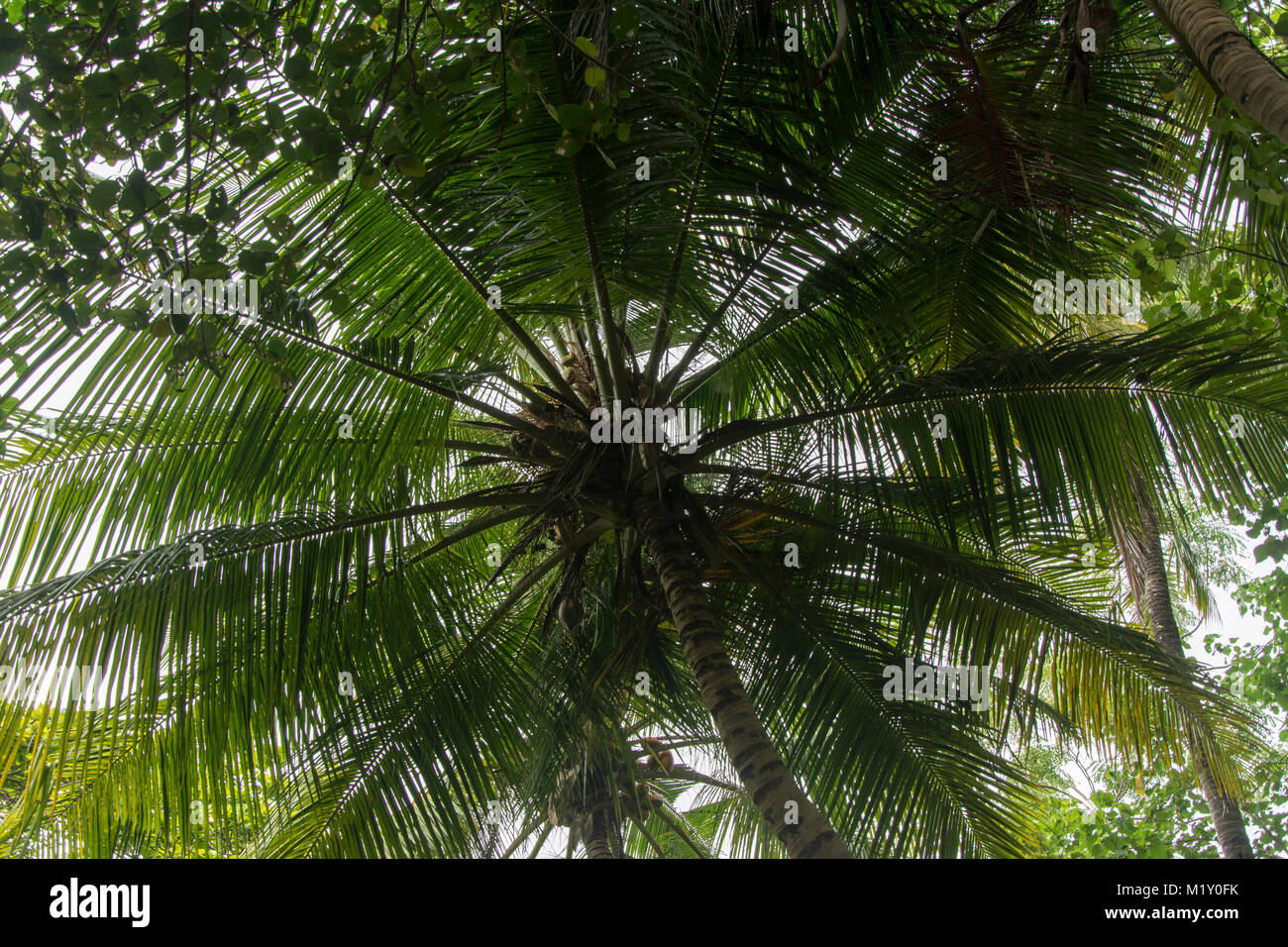 Große Palme, Blick in den Himmel durch die Palmenblätter, grafisches Motiv Stock Photo