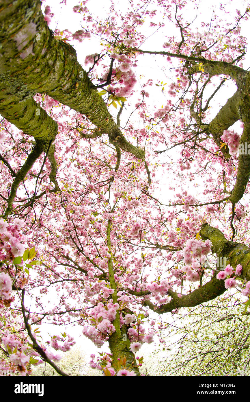 Pink cherry blooms in the treetop during the spring day Stock Photo - Alamy