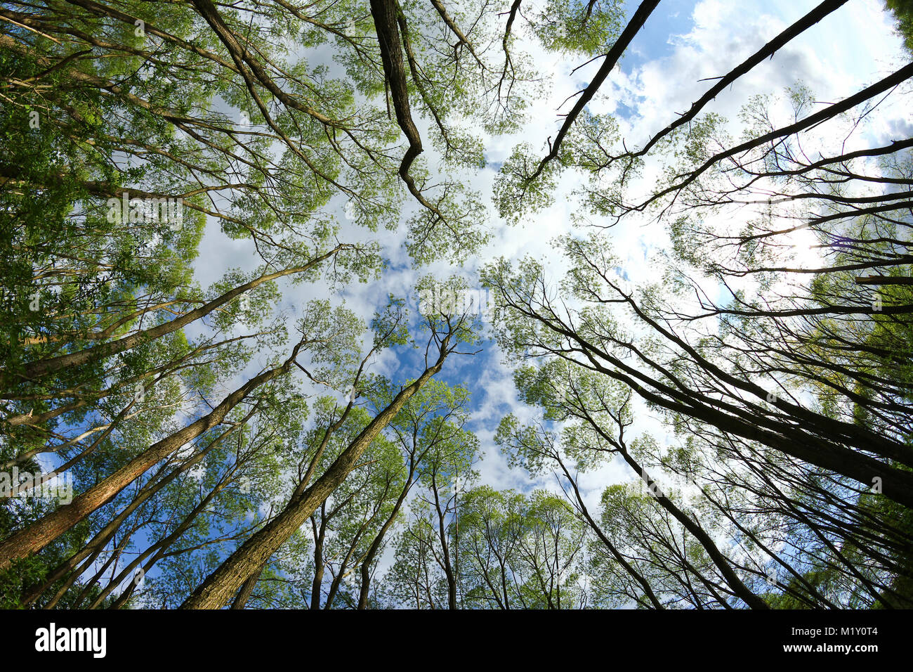 Looking up in the treetops during the hot summer day. The sky is partly cloudy. Stock Photo