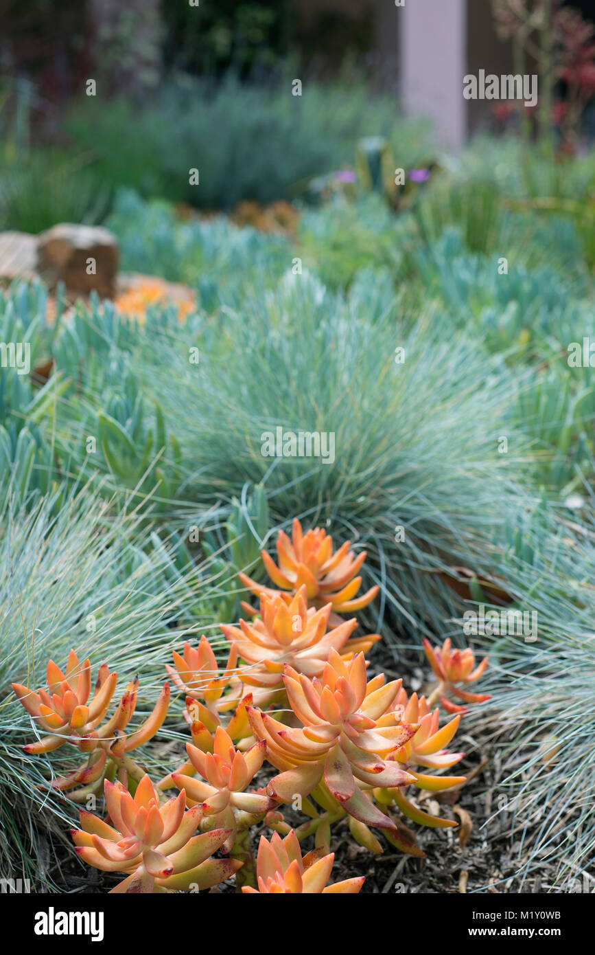 Succulent landscaping in Los Angeles, California. Stock Photo