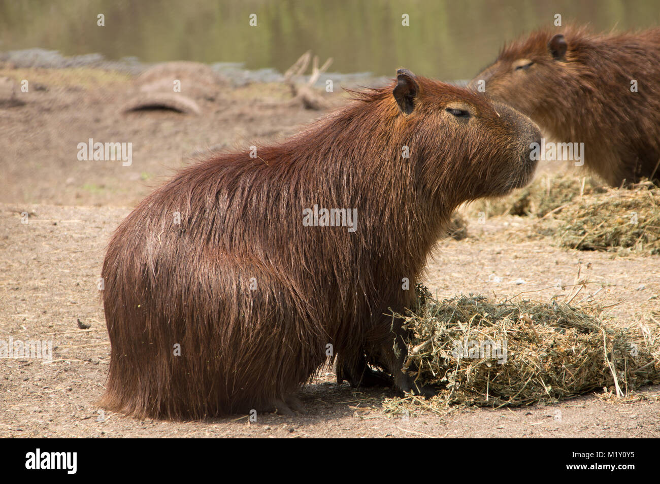 capybara in the nature reserve in Montevideo, Uruguay Stock Photo