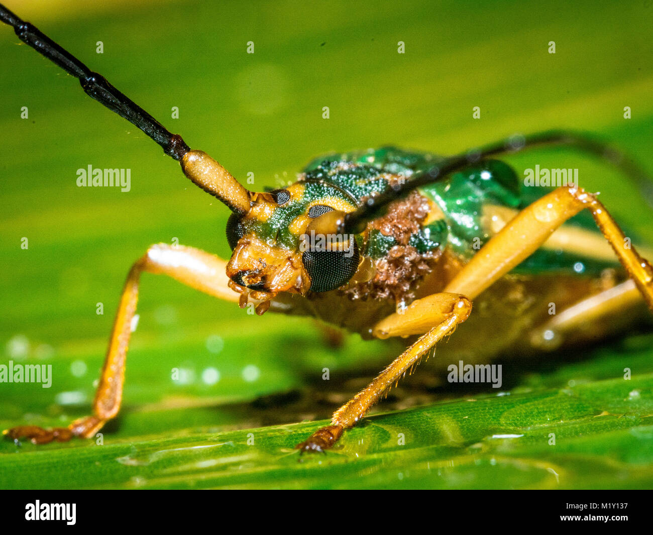 A firefly resting on a leaf. Stock Photo