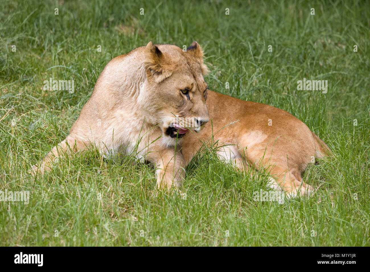 Natural behaviour of young female African lioness Stock Photo