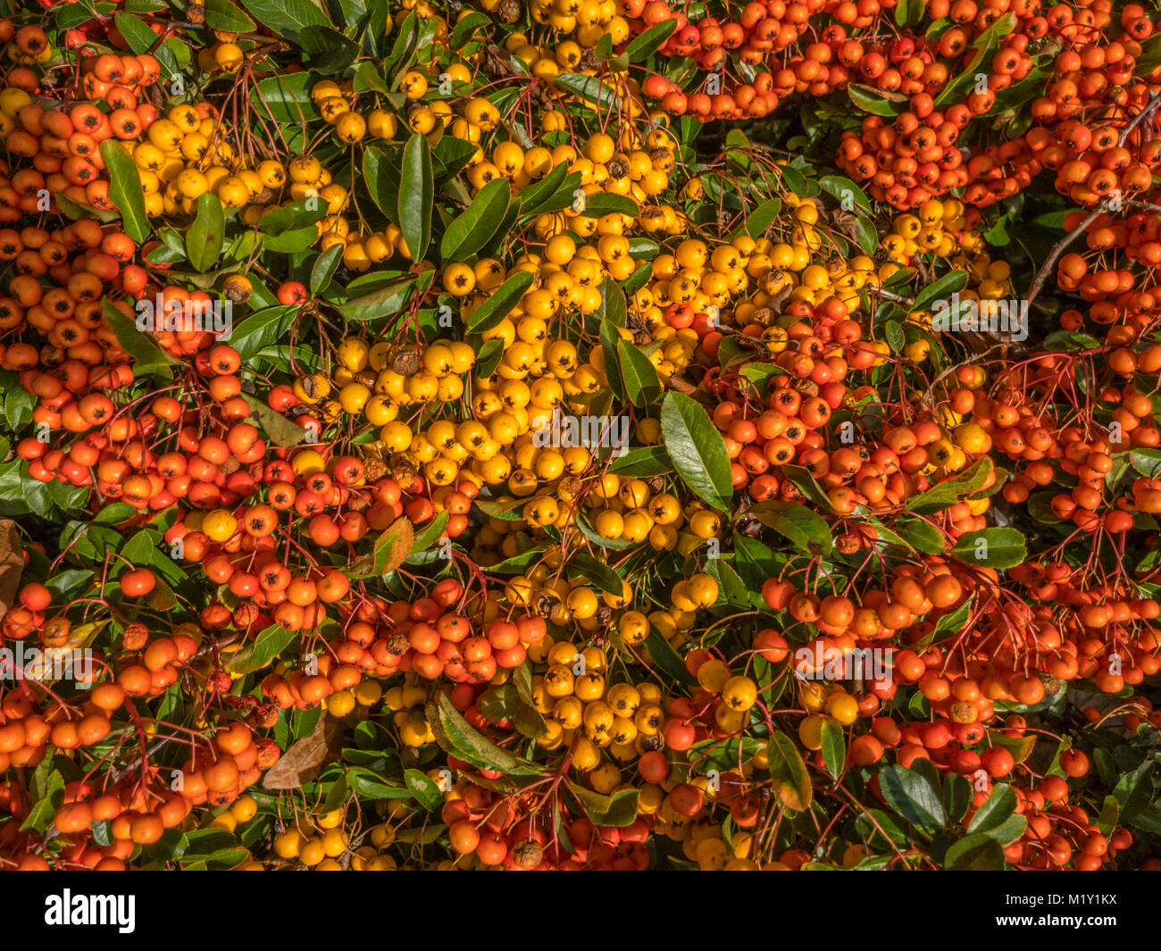 Close up shot of an abundance of winter berries on a garden shrub.  The berries are both yellow and orange and very vibrant in colour. Stock Photo