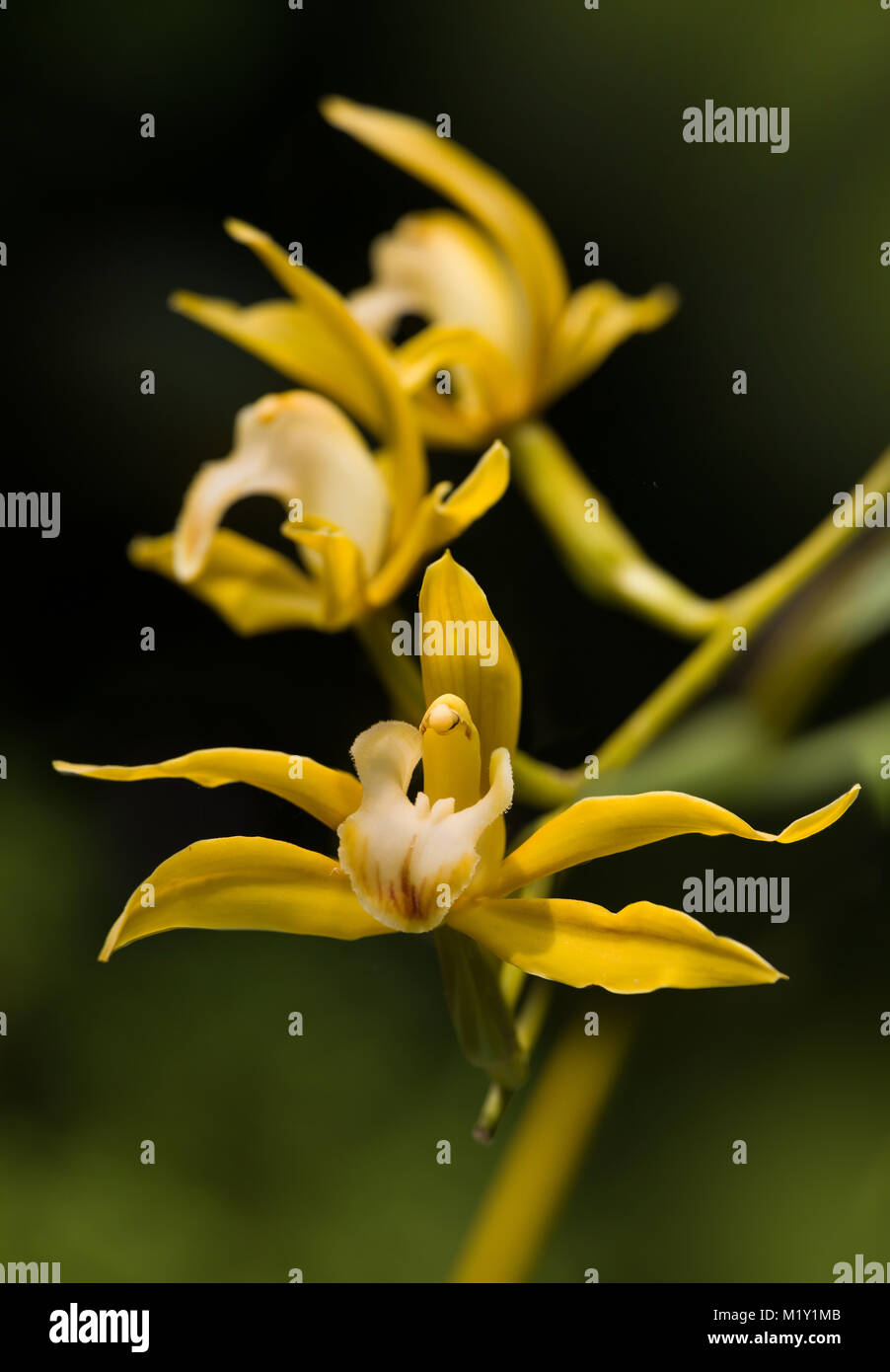 Yellow dendrobium orchids growing in an exotic garden Stock Photo