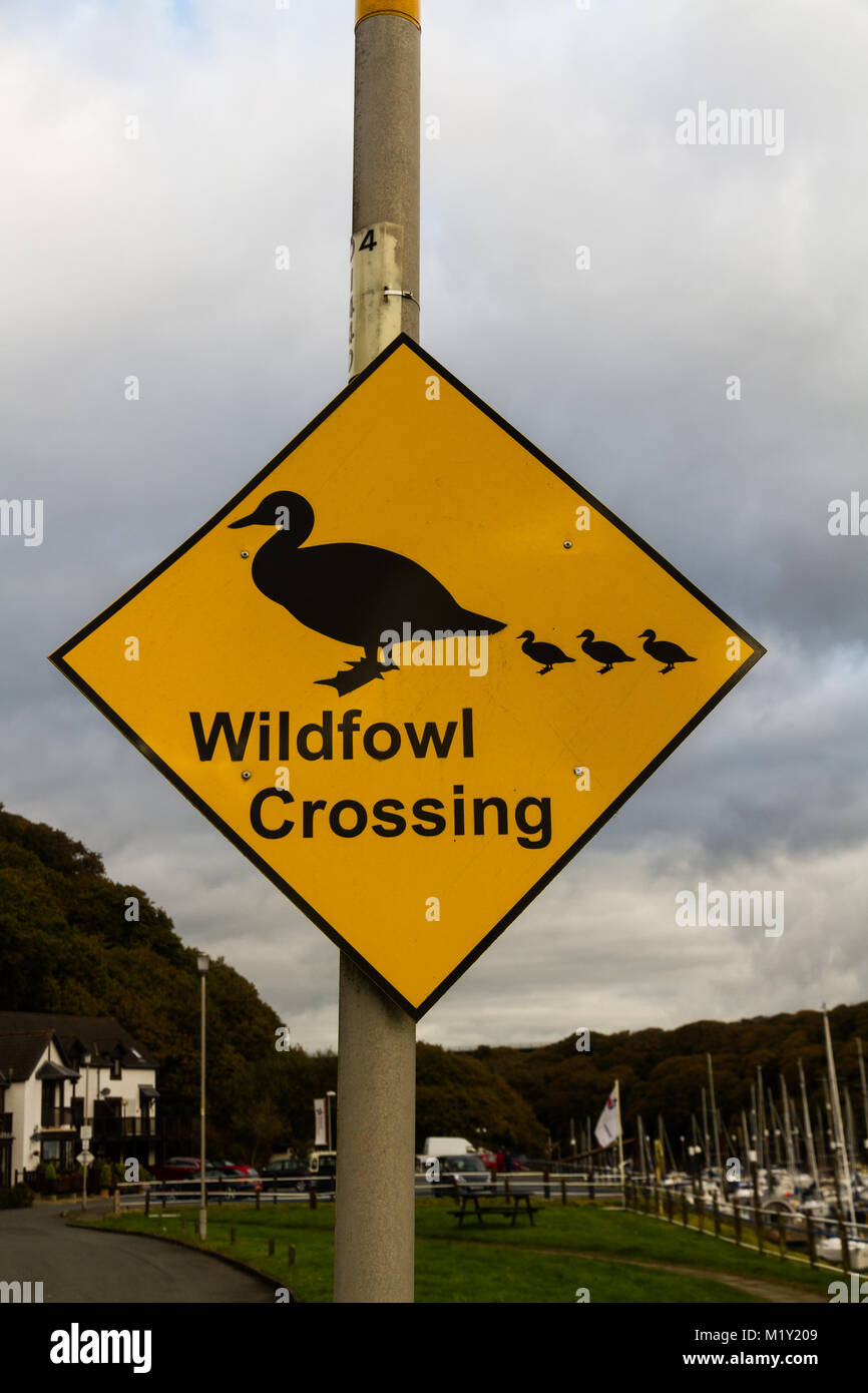 Yellow diamond sign warning of wild birds crossing road Stock Photo Alamy