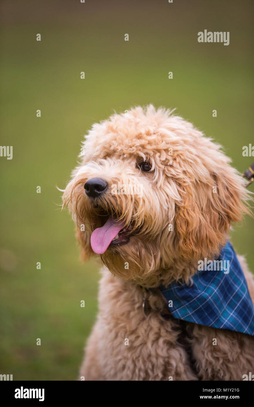 do you dock goldendoodles tails