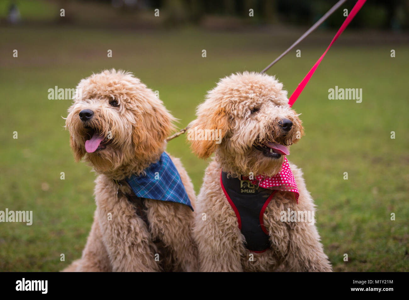 Two goldendoodles goldendoodle dogs, wearing bandanas, in a public park