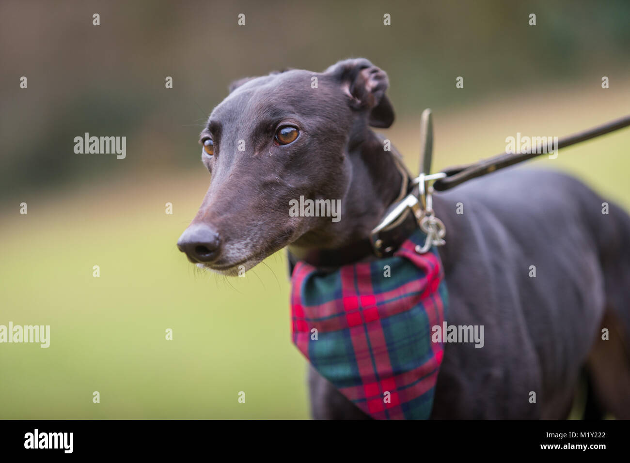 Is A Greyhound A Good Family Pet