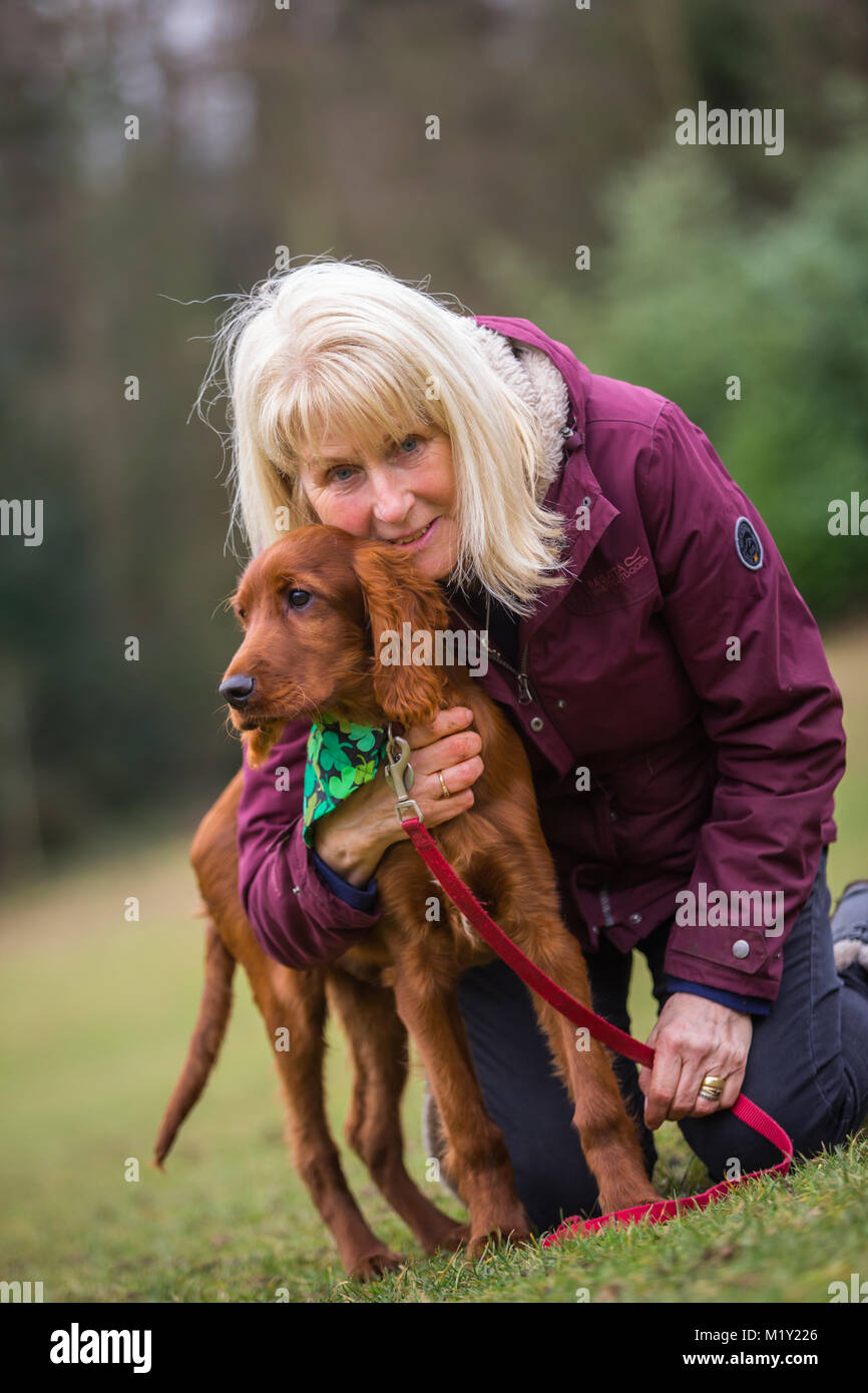 Irish setter puppy, 18 weeks old, in a park, being held by woman owner smiling Stock Photo