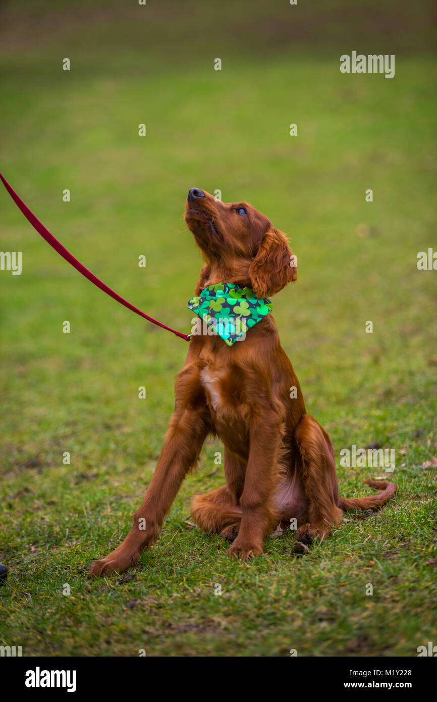 Irish setter puppy, 18 weeks old, in a park Stock Photo