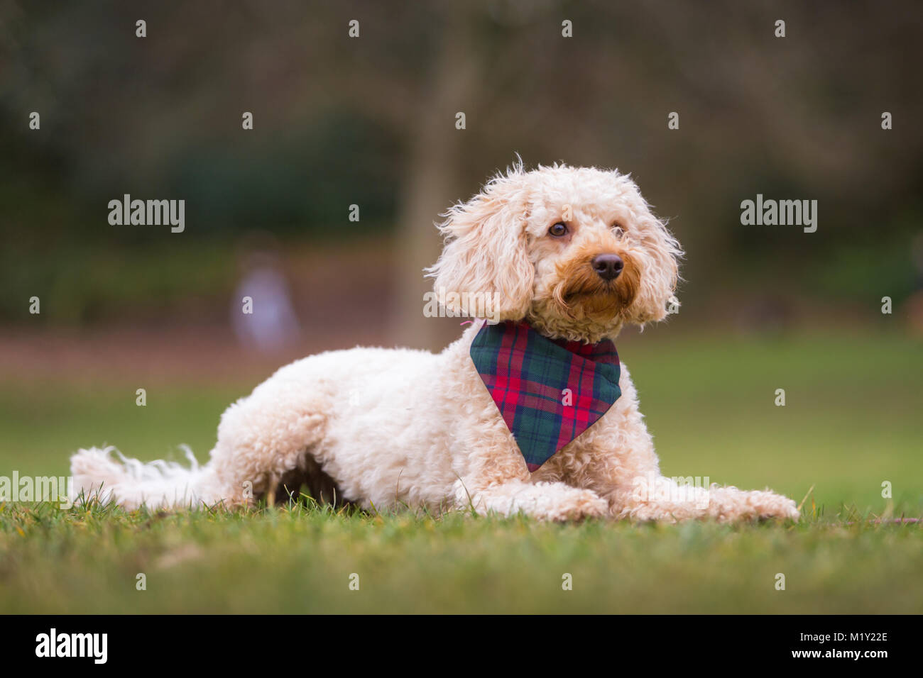 Little puppy terrier dog lying on the grass in a park Stock Photo