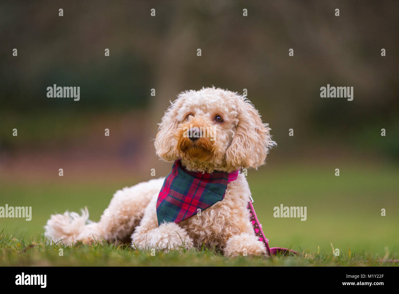 Little puppy terrier dog lying on the grass in a park Stock Photo