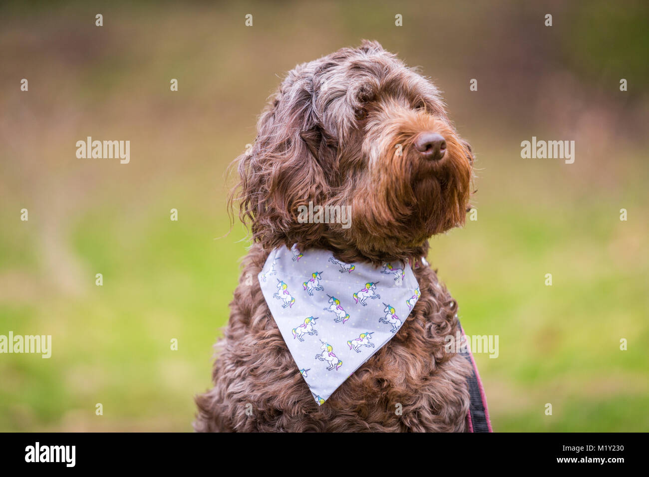 Dog sitting in park under control wearing a bandana Stock Photo