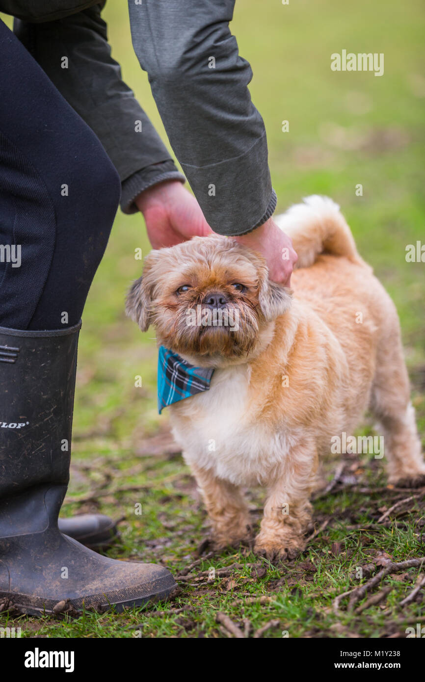 pug shih-tzu cross puppy outside in park with owner Stock Photo