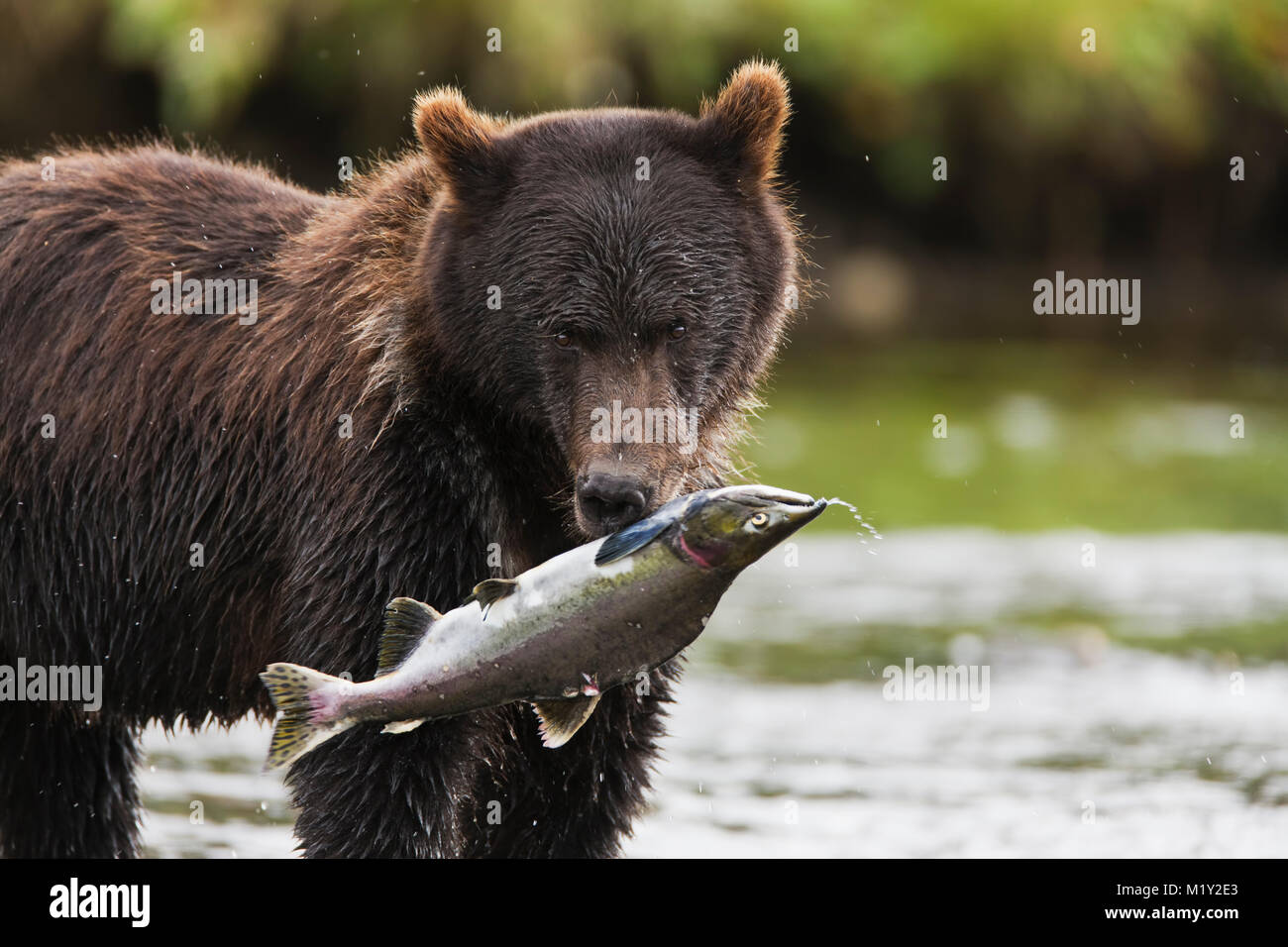 Admiralty Island Alaska Bear Hi res Stock Photography And Images Alamy