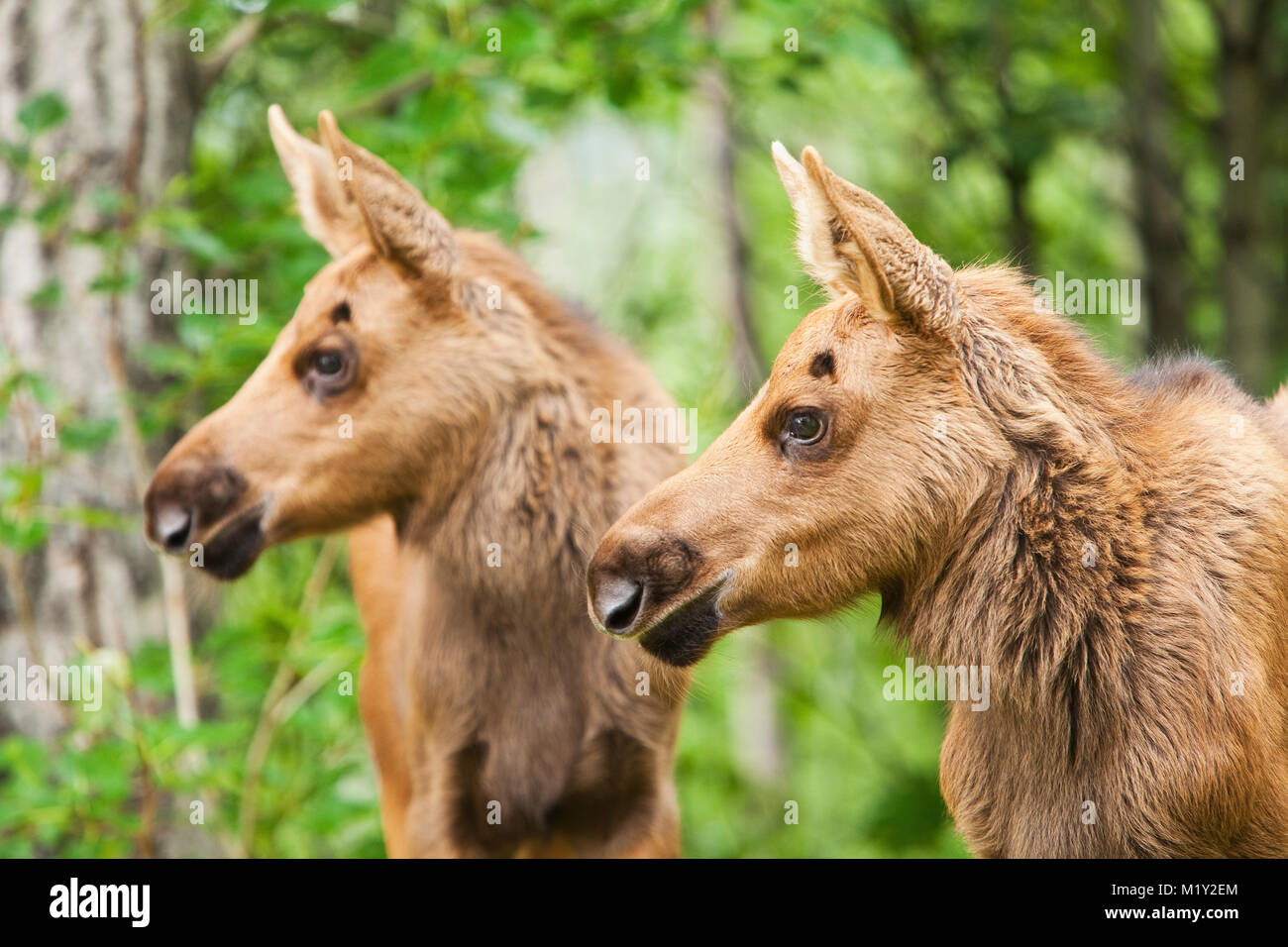 Two newborn moose calves keep watchful eyes on an intruder moose in a residential backyard in Eagle River in Southcentral Alaska. Stock Photo