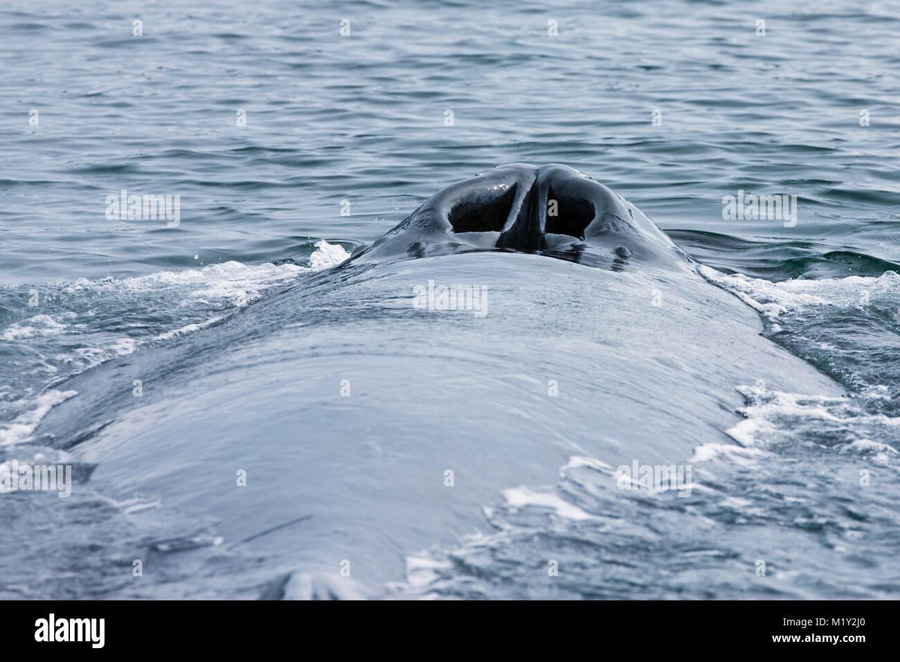 Whale blowhole hi-res stock photography and images - Alamy